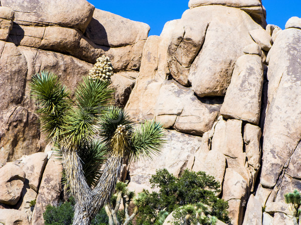 joshua tree with rocks in Joshua tree national park   Stock photo © meinzahn