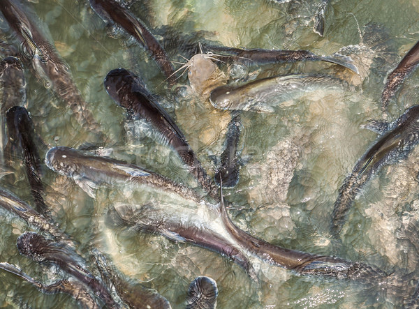 catfishes in the river  are feeded by people Stock photo © meinzahn