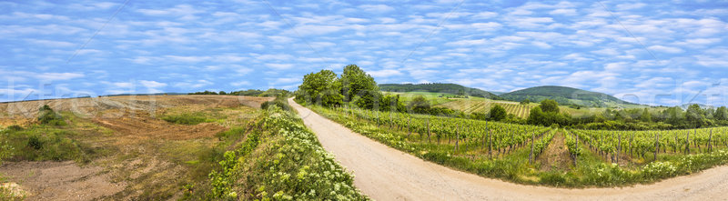 view  of vineyard in spring time Stock photo © meinzahn