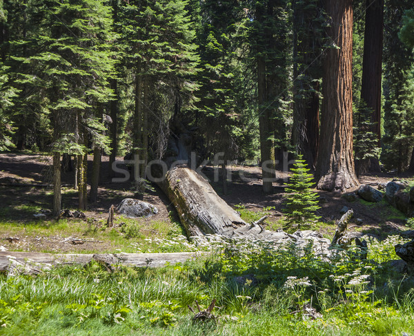 tall and big sequoias in sequoia national park Stock photo © meinzahn