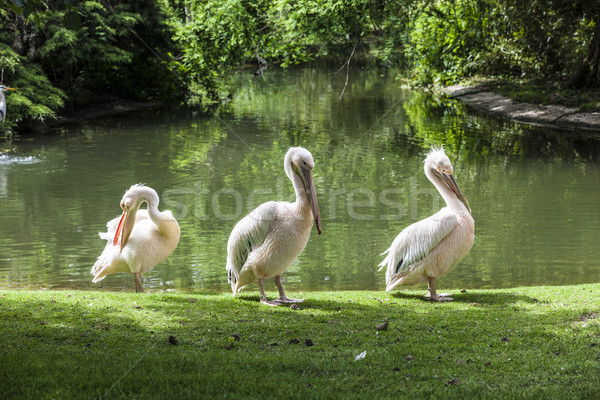 ストックフォト: 白 · 楽しむ · 太陽 · 東部 · バラ色の · 鳥