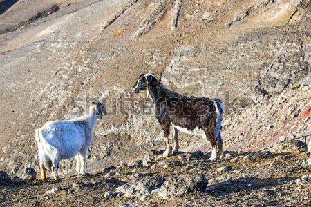 goats in the mountains of Lanzarote Stock photo © meinzahn