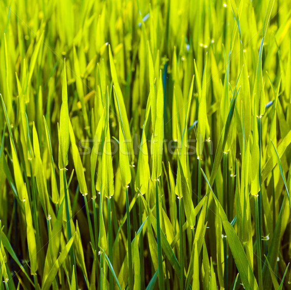 fresh green grass  Stock photo © meinzahn