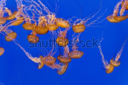 beautiful Jelly fishes in the aquarium  Stock photo © meinzahn