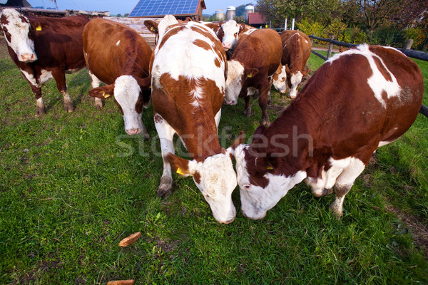 friendly cattles on green granzing land are trusty Stock photo © meinzahn