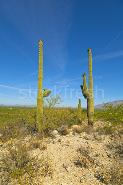 beautiful cacti in landscape Stock photo © meinzahn