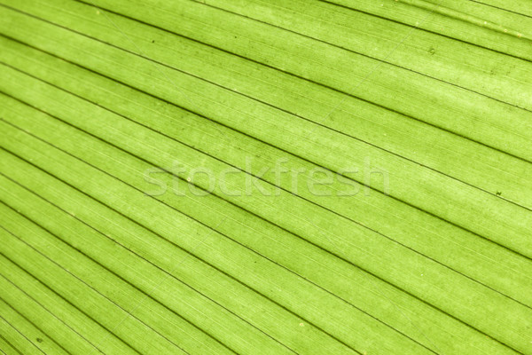 palm leaves texture in tropical garden Stock photo © meinzahn