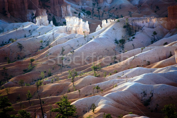 Bryce Canyon hoodoos in the first rays of sun  Stock photo © meinzahn
