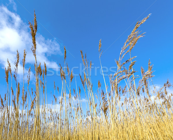 reeds of grass with blue sky  Stock photo © meinzahn