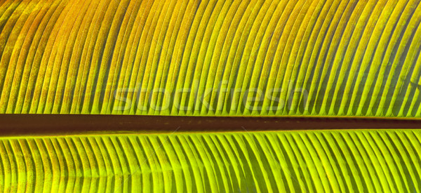 palm tree in the garden Stock photo © meinzahn