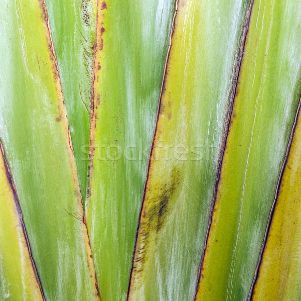 Sharp pointed agave plant leaves  Stock photo © meinzahn