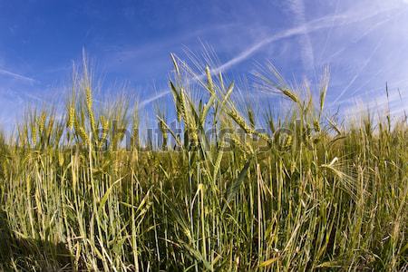 Búza kukorica mező kék ég víz tavasz Stock fotó © meinzahn