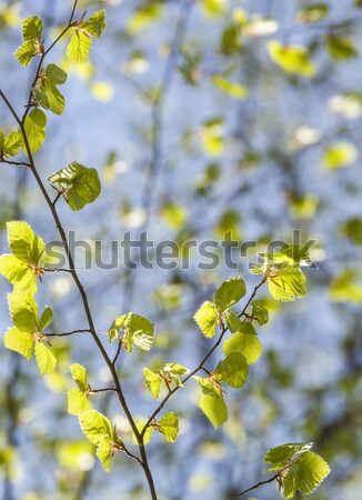 Close-up shot of a branch with young leaves in spring Stock photo © meinzahn
