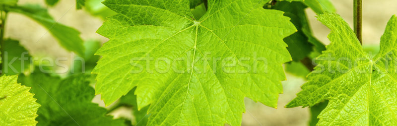 Background of fresh grape leaves Stock photo © meinzahn