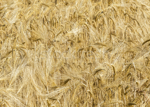 spikelets of wheat in a field   Stock photo © meinzahn
