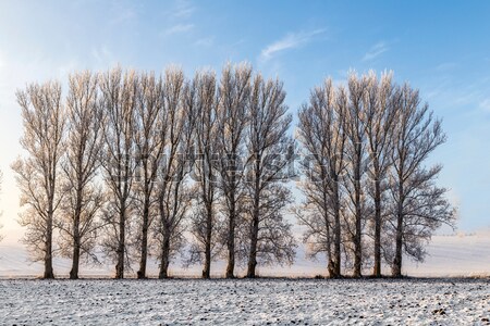 scenic tree alley in winter with snow covered fields  Stock photo © meinzahn