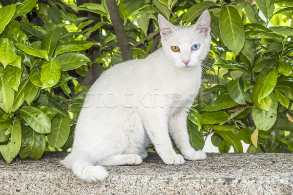 Witte kat Blauw groene ogen muur Stockfoto © meinzahn