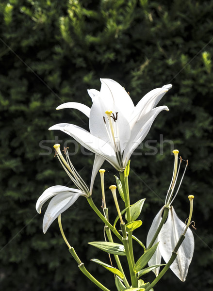 Beautiful white lily  Stock photo © meinzahn