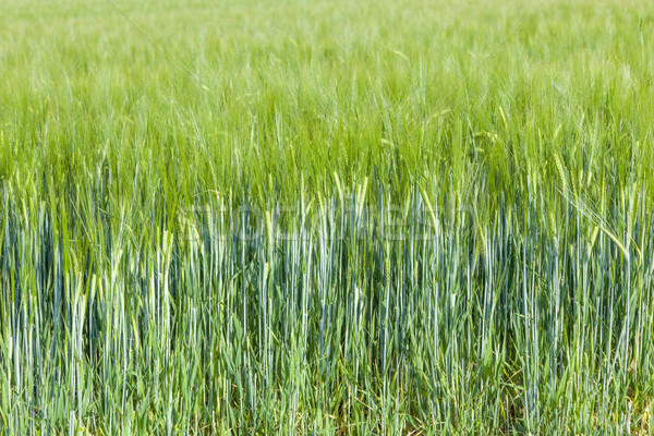Verde campo verão cabeça milho comida Foto stock © meinzahn