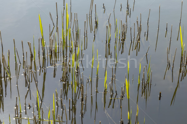 reed grass in the backwater Stock photo © meinzahn