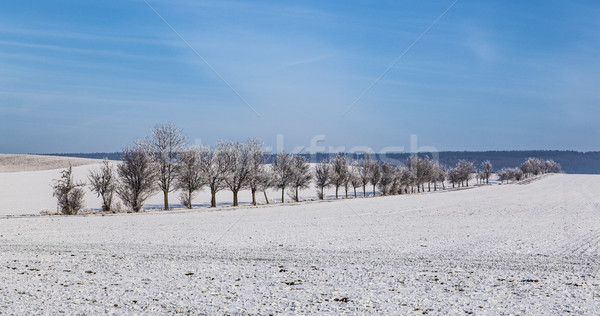 Zdjęcia stock: Biały · lodowaty · drzew · śniegu · pokryty · krajobraz