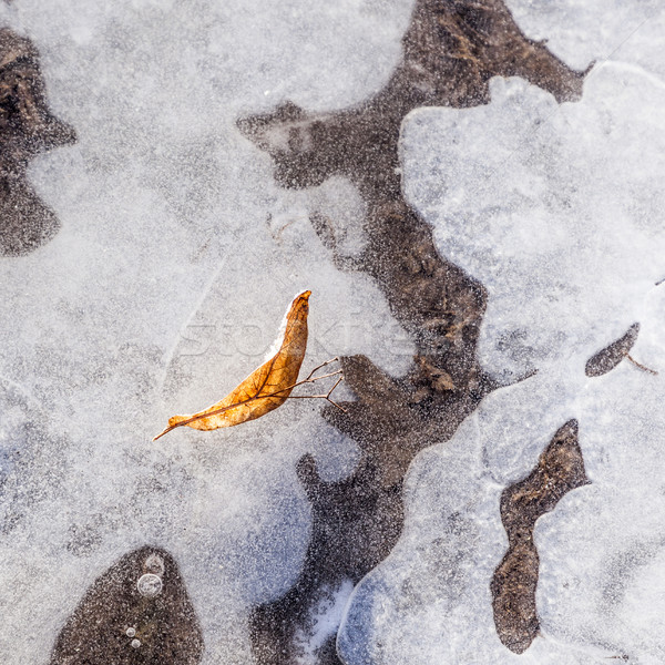 frozen leaf in an ice puddle Stock photo © meinzahn