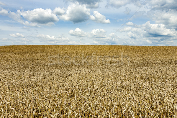 weisse Wolken am blauen Himmel über goldenen Kornfeldern Stock photo © meinzahn