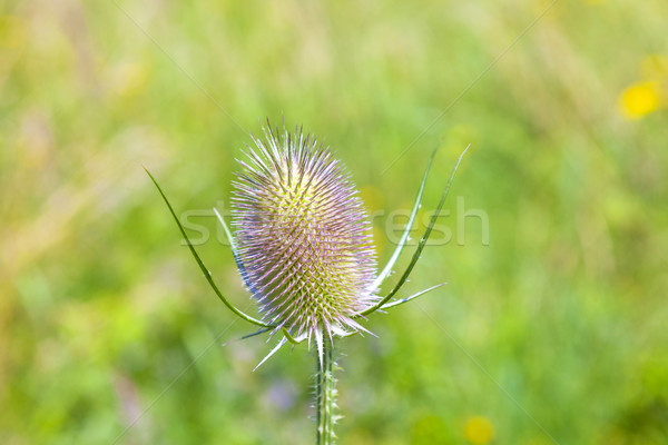 beautiful thistle in the meadow Stock photo © meinzahn