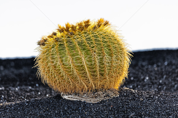 Foto stock: Cactus · isla · España · dorado · barril · naturaleza