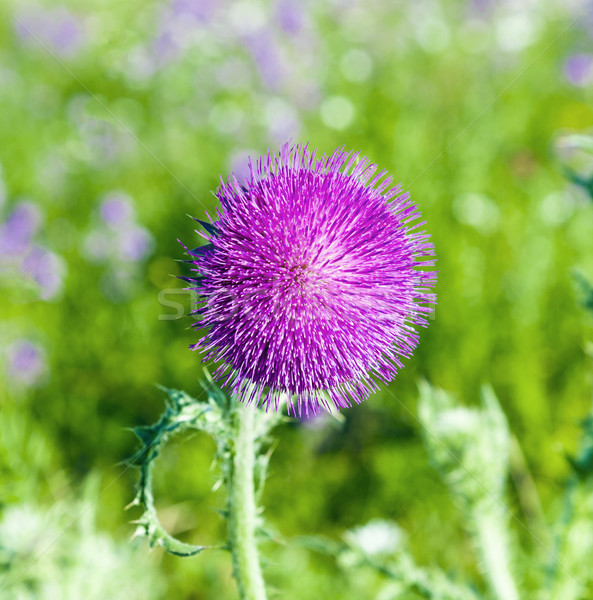 thistle in meadow in morning light Stock photo © meinzahn