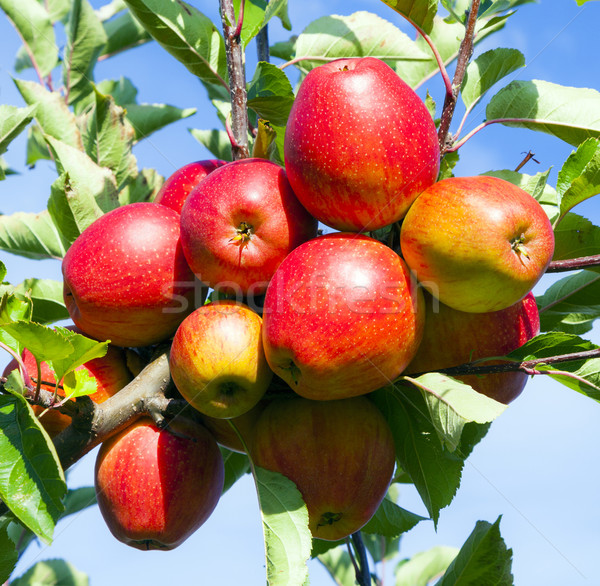 Zdjęcia stock: Dojrzały · jabłka · drzewo · żywności · jabłko