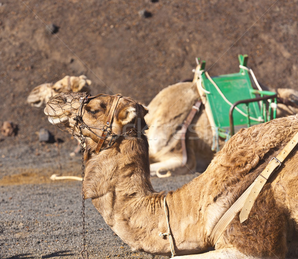 camels at Timanfaya national park wait for tourists for a guided Stock photo © meinzahn