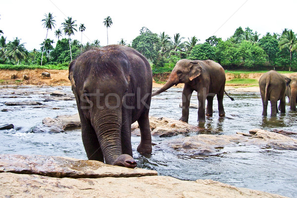 flock of elephants in the river  Stock photo © meinzahn