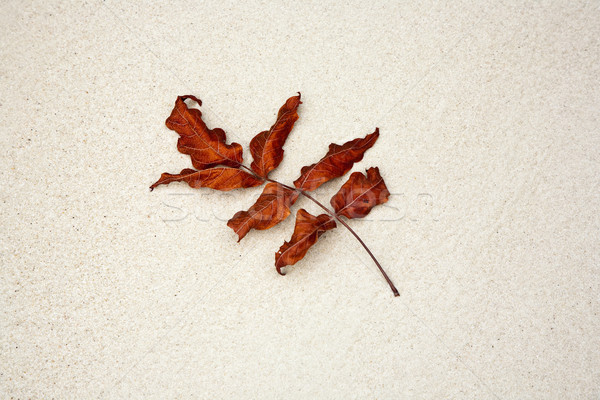 beautiful structured leaves at the beach arranged by nature in a Stock photo © meinzahn