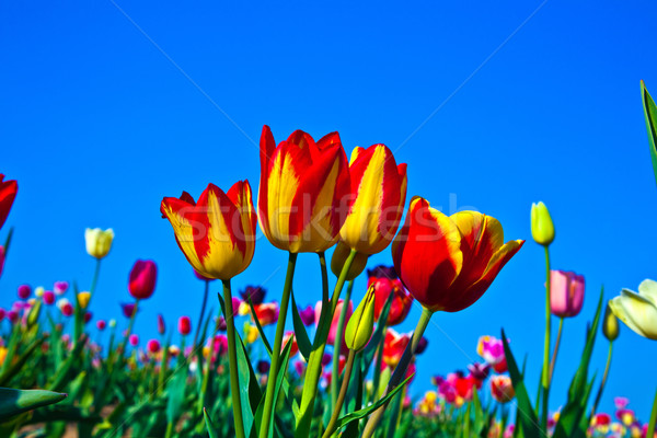 Veld kleurrijk tulpen voorjaar bloemen Stockfoto © meinzahn