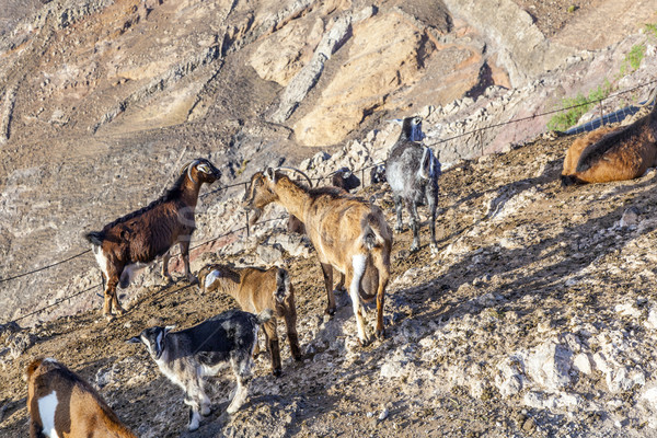 flock of goats in the mountains Stock photo © meinzahn