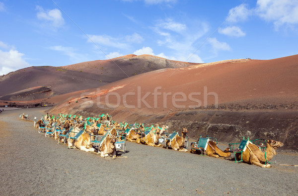 camels at Timanfaya national park wait for tourists Stock photo © meinzahn