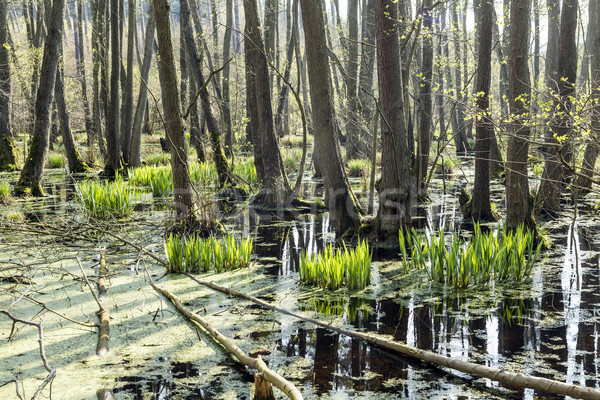 famous swamp area in usedom national park  Stock photo © meinzahn