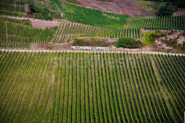 vineyards at the hills of the river Mosel edge in summer with fr Stock photo © meinzahn