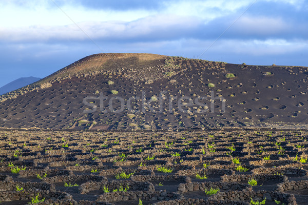  grape plants grow on volcanic soil in La Geria Stock photo © meinzahn