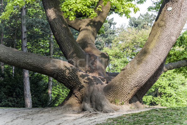 stem of oak tree in Tuerkenschanzpark Stock photo © meinzahn
