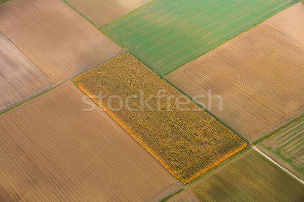 aerial of fields in golden sunset light Stock photo © meinzahn
