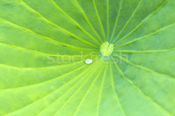 Floating waterlily leaf with water drop   Stock photo © meinzahn
