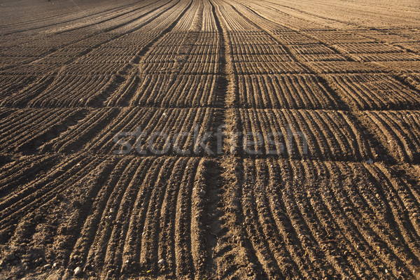 freshly plowed acre in beautiful light Stock photo © meinzahn
