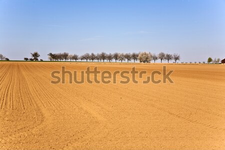 Stockfoto: Vers · rij · bomen · trekker · horizon · voorjaar