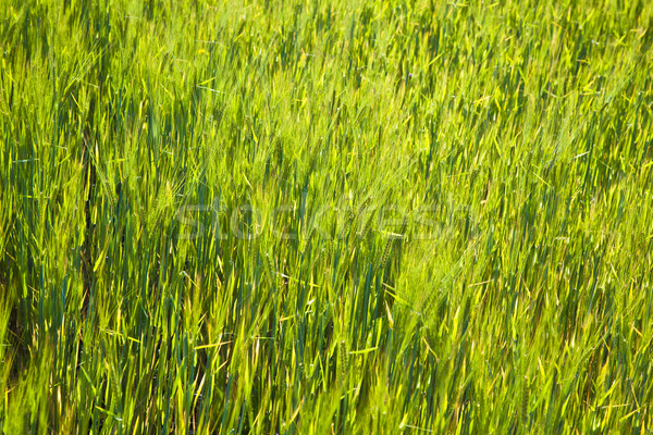 corn field with spica Stock photo © meinzahn