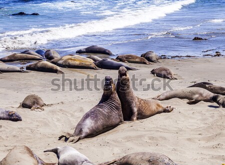 hugging young male Sea lions at the sandy beach relax  Stock photo © meinzahn