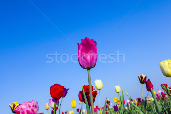 Campo colorido tulipas primavera páscoa Foto stock © meinzahn