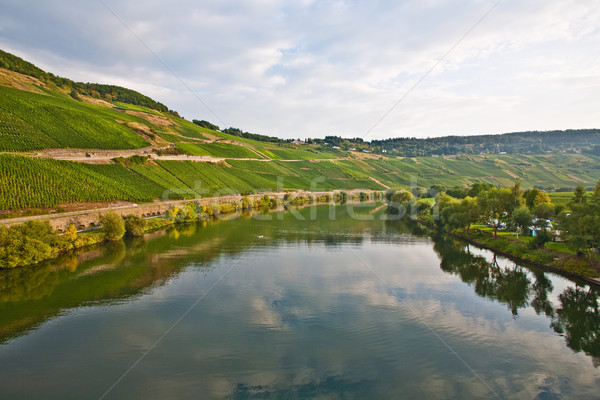 vineyards at the hills of the romantic river Mosel edge in summe Stock photo © meinzahn