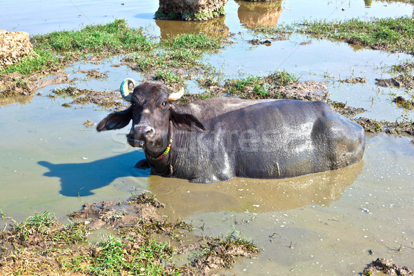 cow has a rest in the lake of the village Stock photo © meinzahn